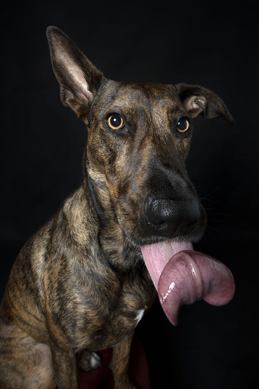 Dogs Keep Us Sane In These Crazy Times