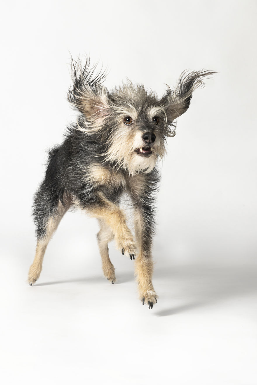 Dogs Keep Us Sane In These Crazy Times