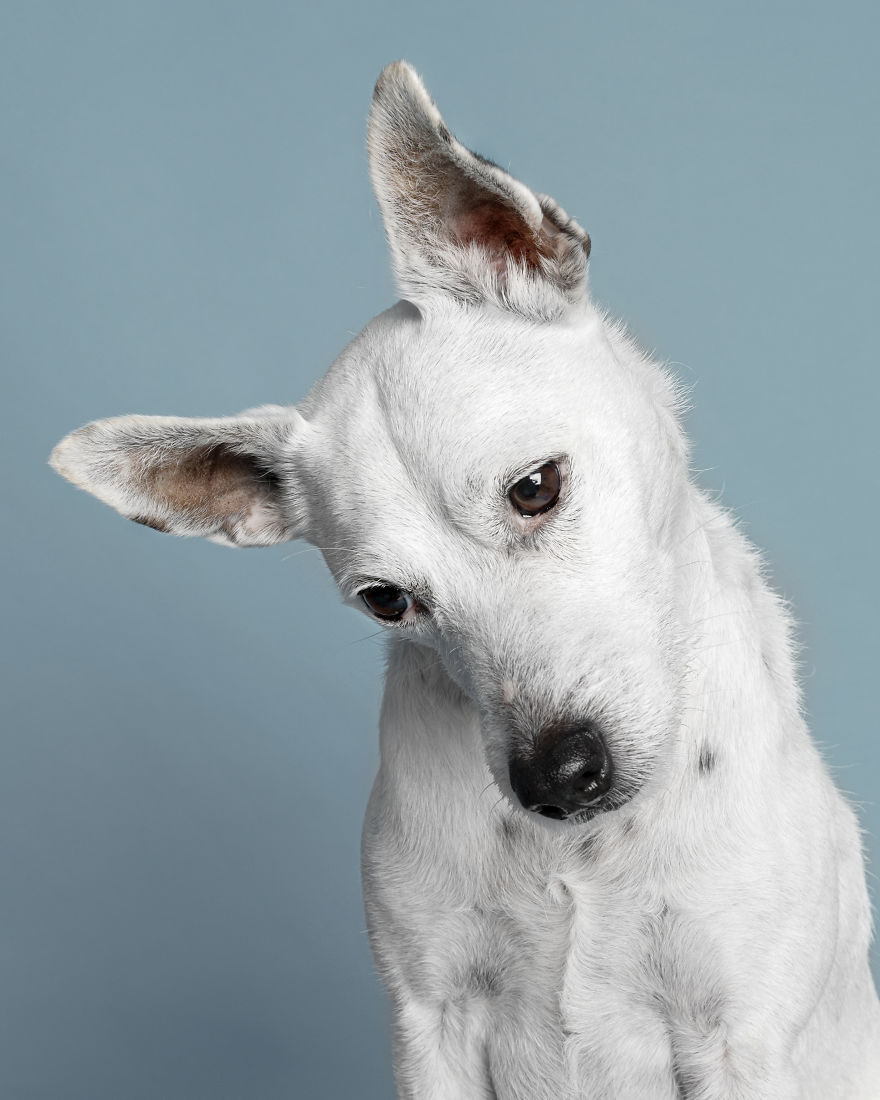 Dogs Keep Us Sane In These Crazy Times