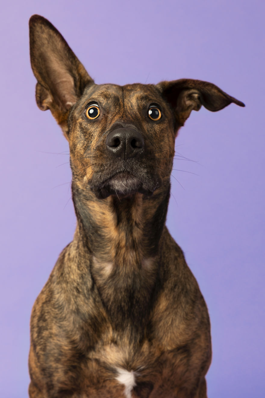 Dogs Keep Us Sane In These Crazy Times