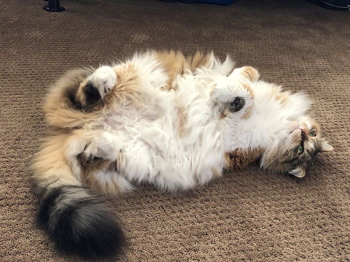 Staying Awake At Night Knowing That You Have A 4 Hour Conference Call In The Morning