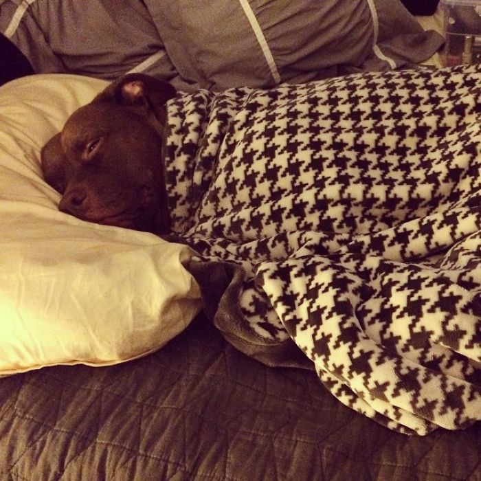 Saying Goodbye To Our Family Member