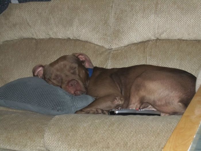 Saying Goodbye To Our Family Member