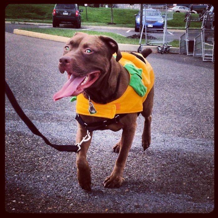 Saying Goodbye To Our Family Member