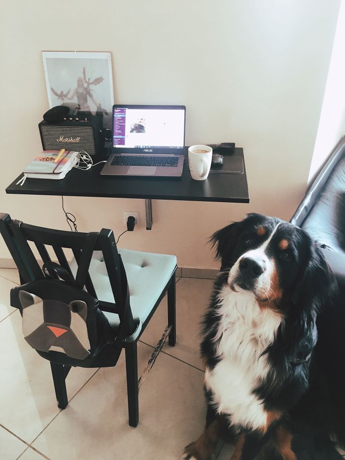 Here's My Home Office With The Best Colleague Ever