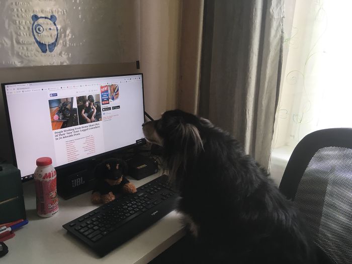 Nothing Special, But This Setup Would Be Incomplete Without My Assistant 