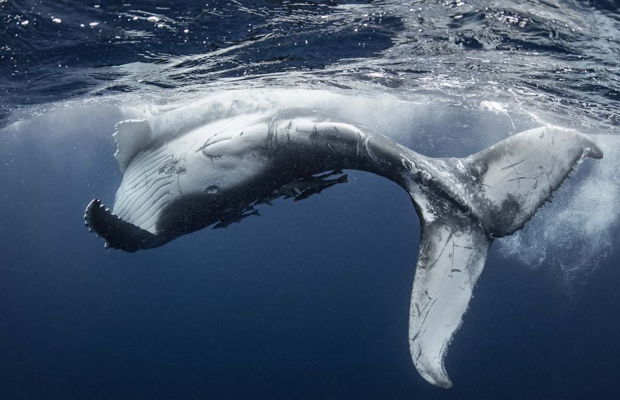 Humpback Whale