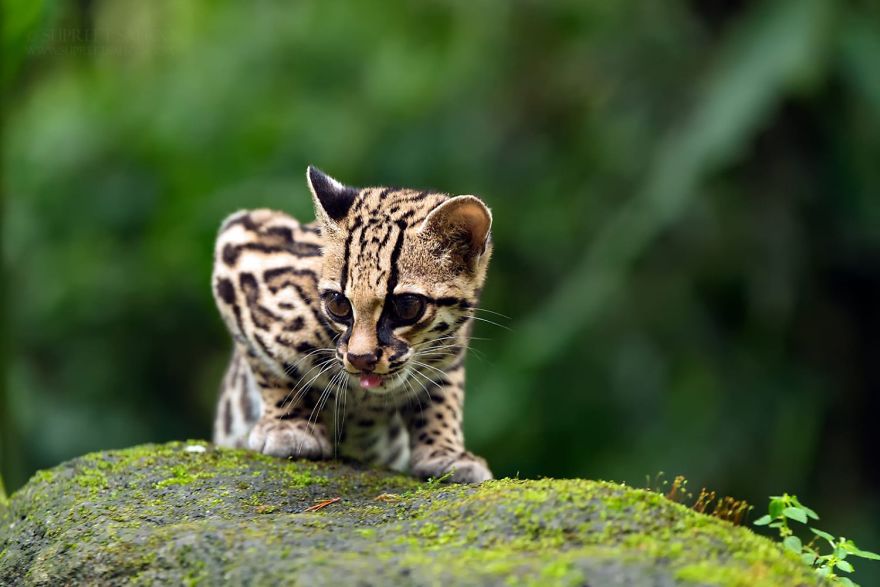 Margay