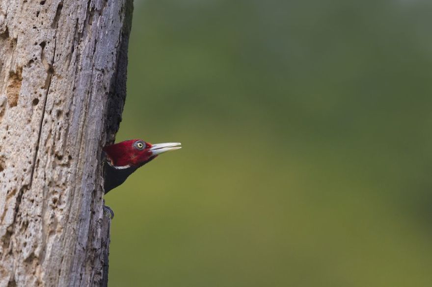 Pale-Billed Woodpecker