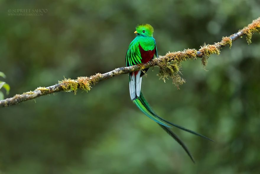 Resplendent Quetzal