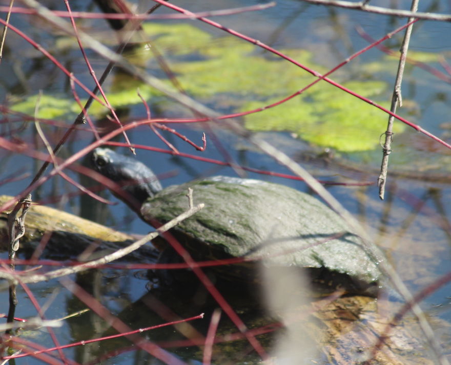 Spring In The Middle Of A Pandemic