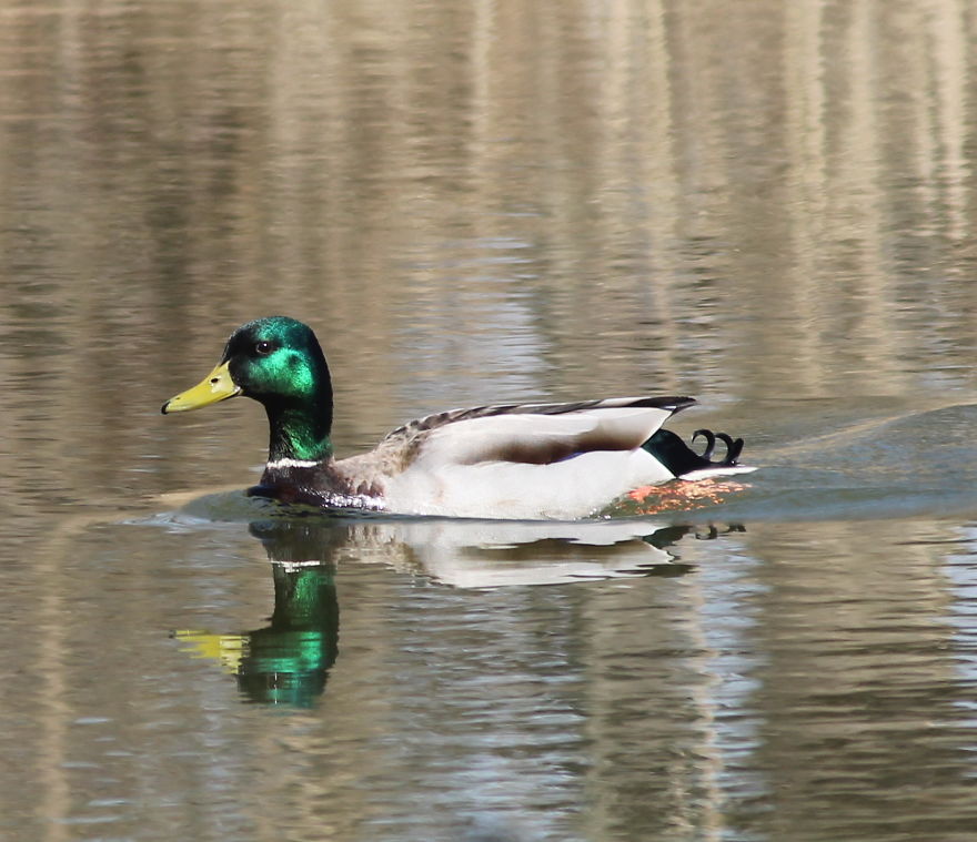 Spring In The Middle Of A Pandemic