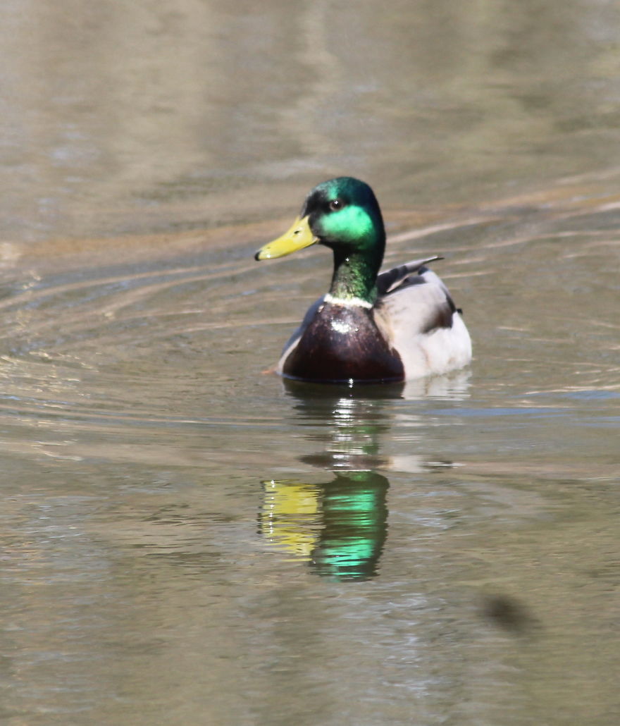 Spring In The Middle Of A Pandemic