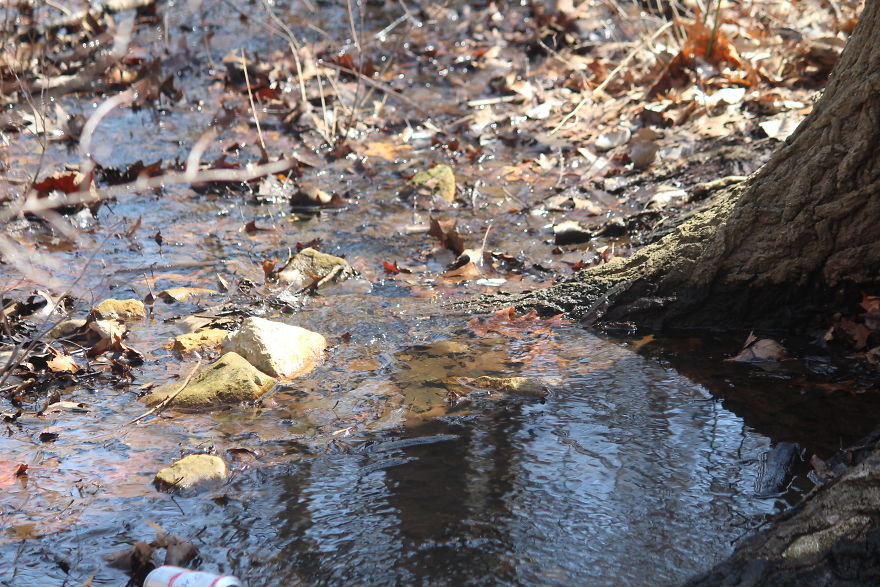 Spring In The Middle Of A Pandemic Spring In The Middle Of A Pandemic