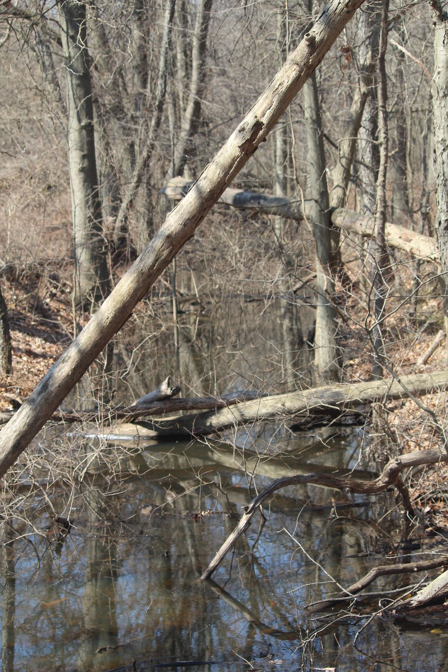 Spring In The Middle Of A Pandemic Spring In The Middle Of A Pandemic