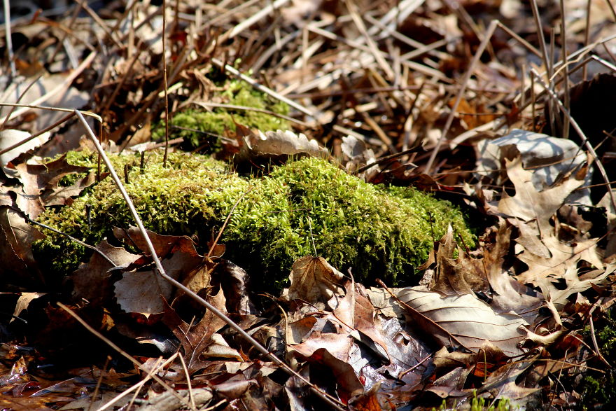 Spring In The Middle Of A Pandemic