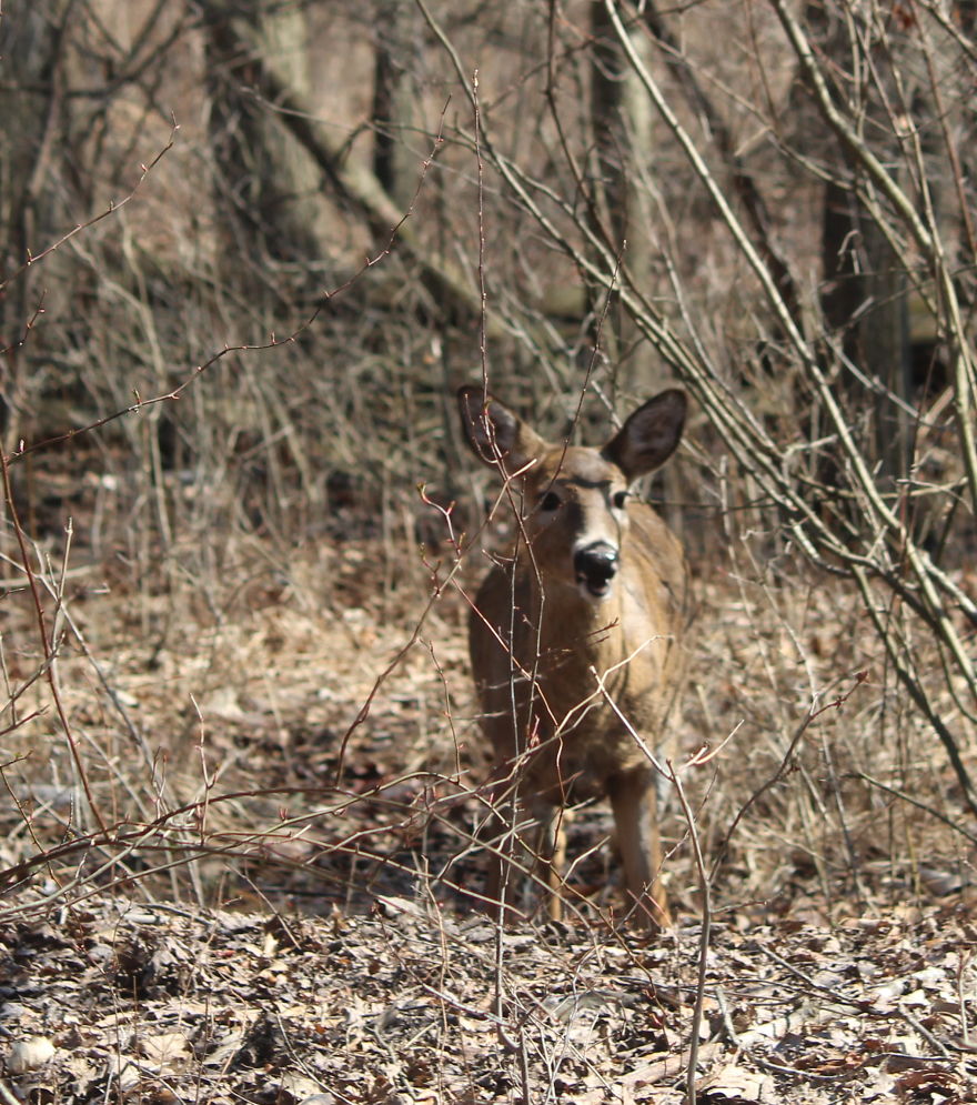 Spring In The Middle Of A Pandemic