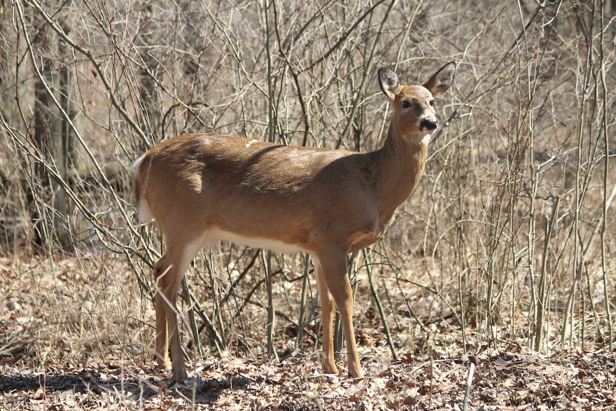 Spring In The Middle Of A Pandemic