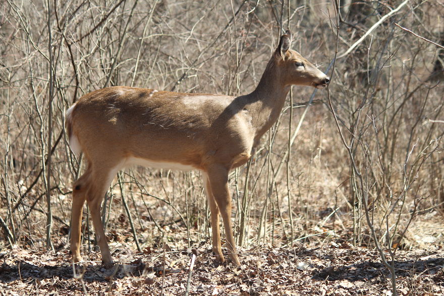 Spring In The Middle Of A Pandemic