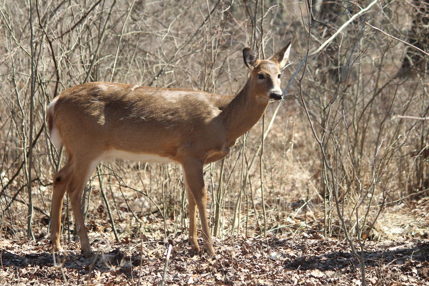 Spring In The Middle Of A Pandemic