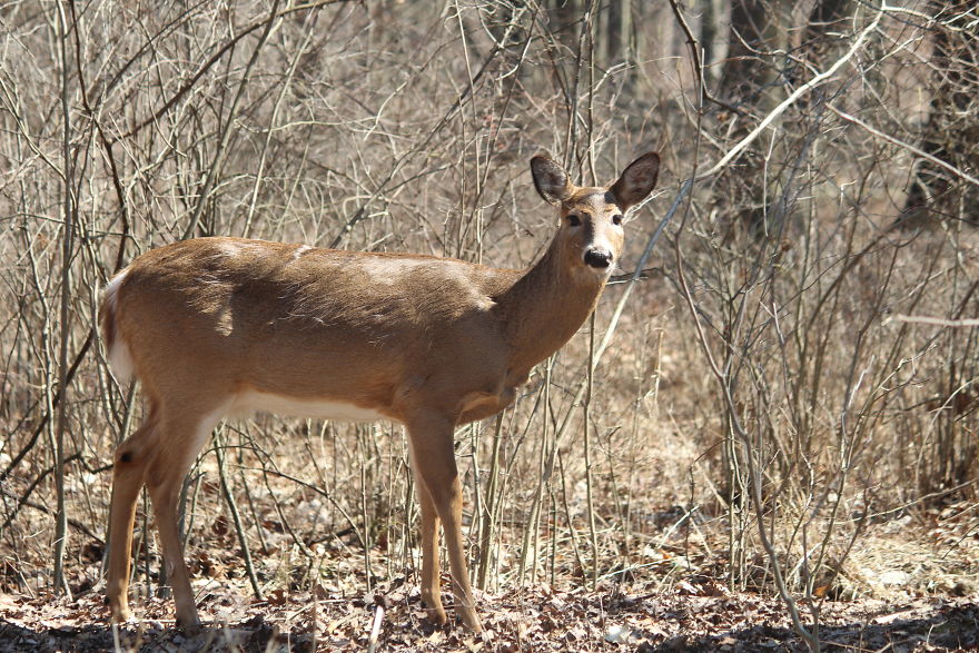 Spring In The Middle Of A Pandemic