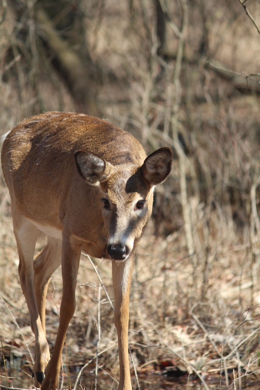 Spring In The Middle Of A Pandemic Spring In The Middle Of A Pandemic