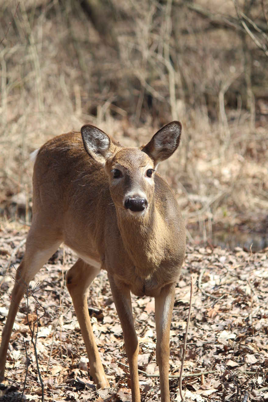 Spring In The Middle Of A Pandemic