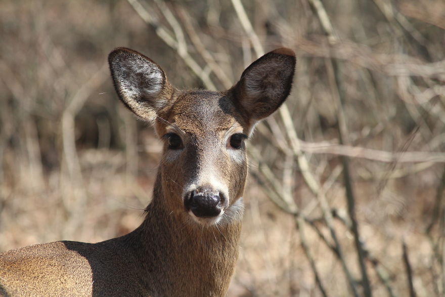 Spring In The Middle Of A Pandemic