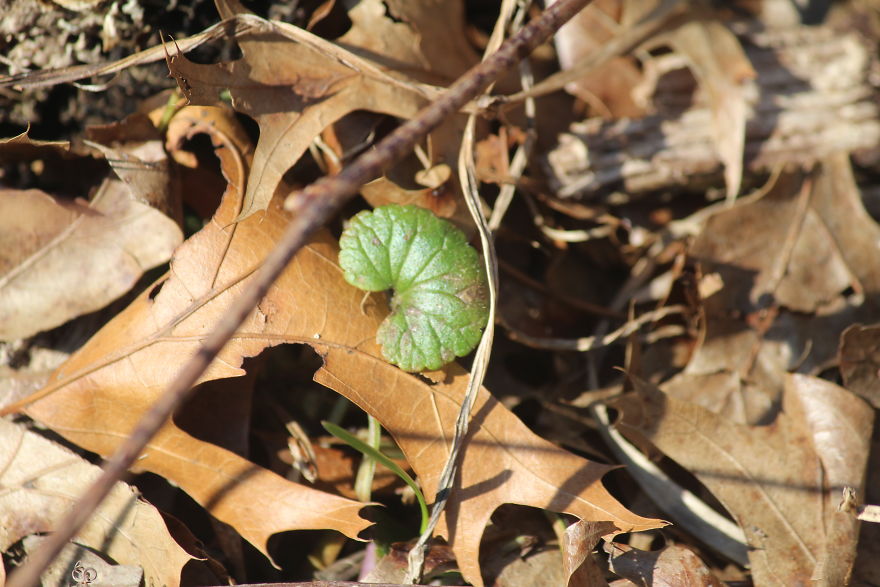 Spring In The Middle Of A Pandemic