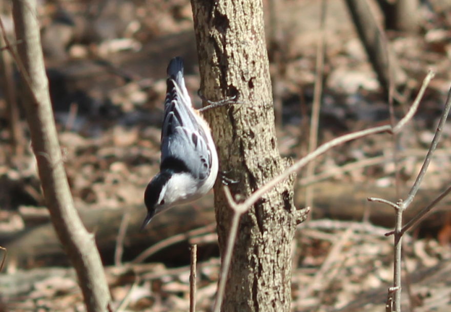 Spring In The Middle Of A Pandemic Spring In The Middle Of A Pandemic