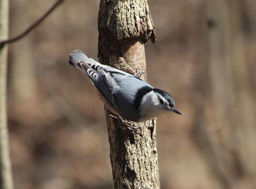 Spring In The Middle Of A Pandemic