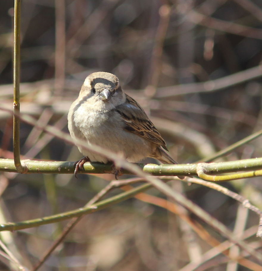 Spring In The Middle Of A Pandemic