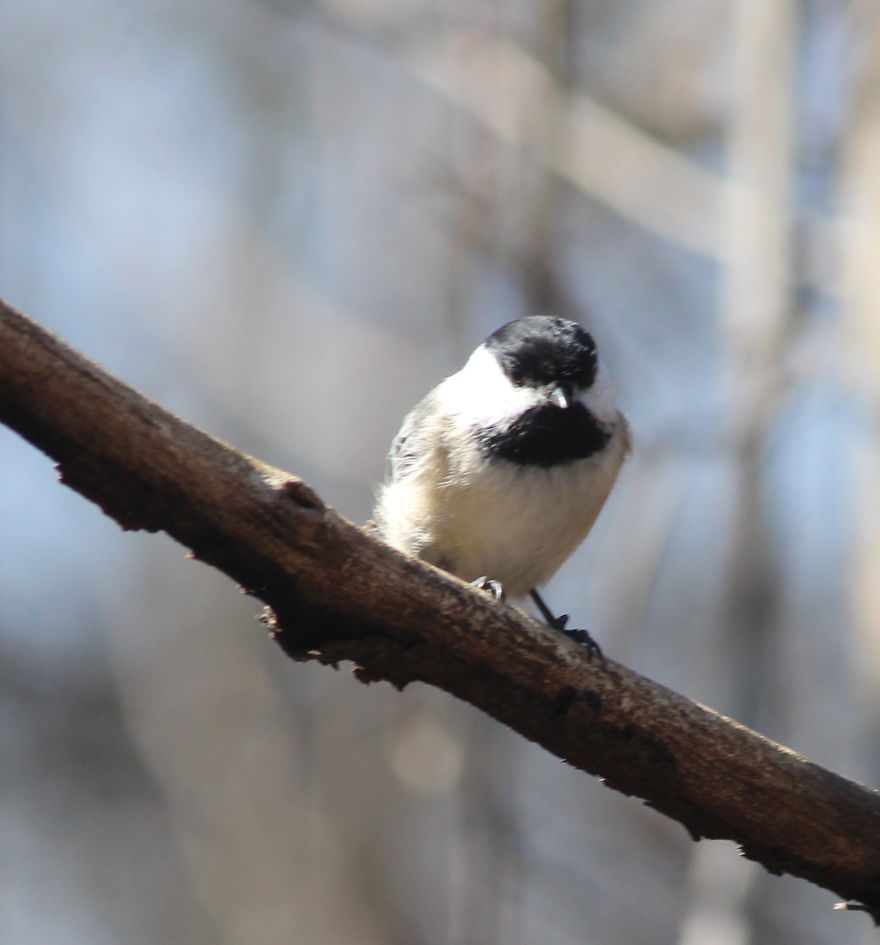 Spring In The Middle Of A Pandemic