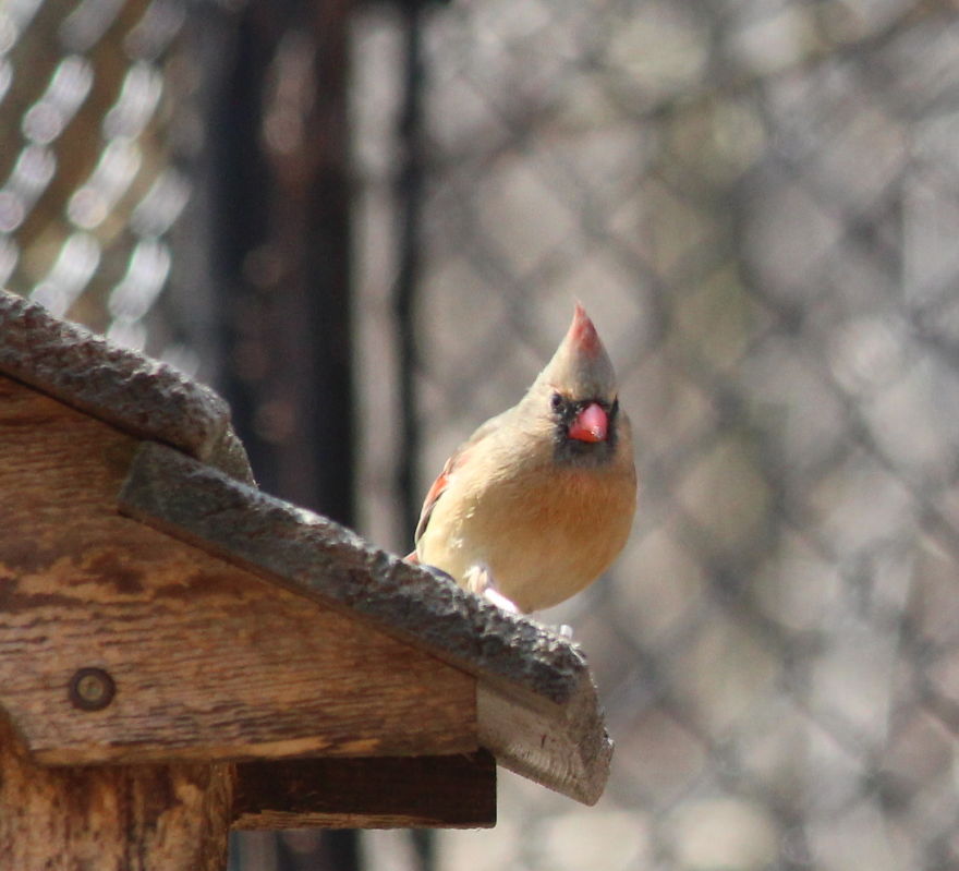 Spring In The Middle Of A Pandemic