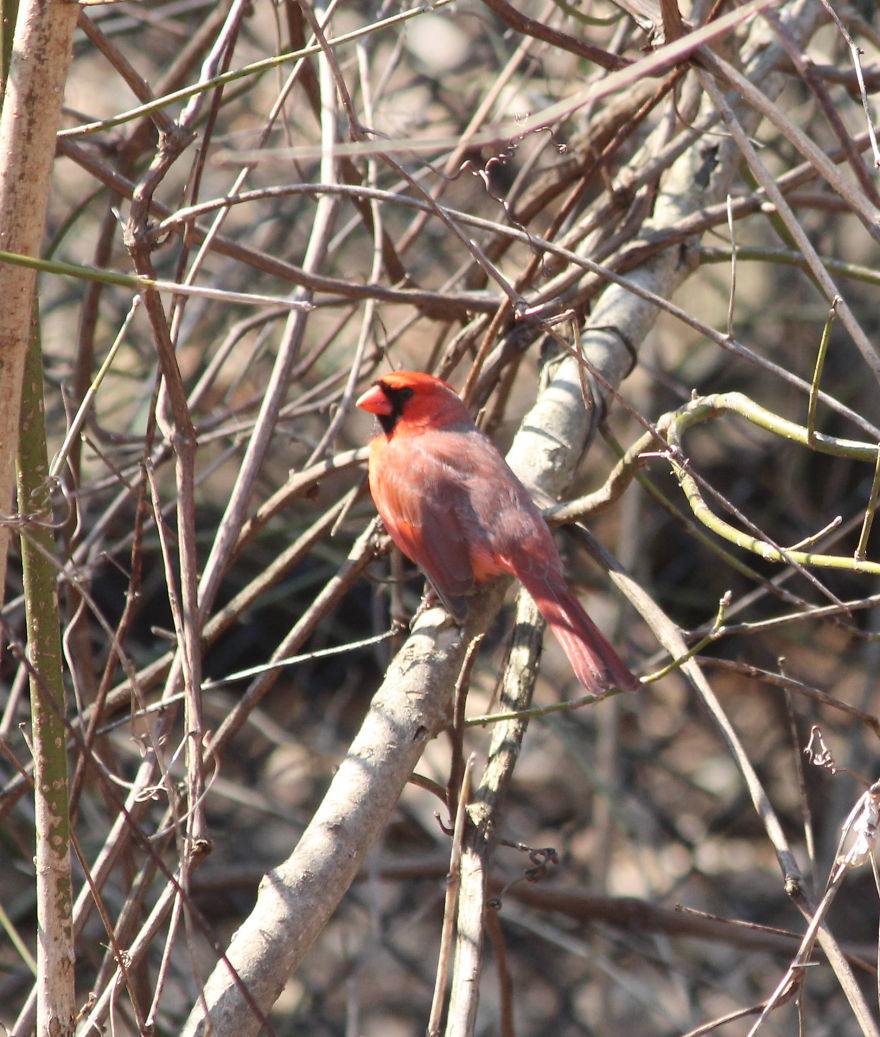 Spring In The Middle Of A Pandemic