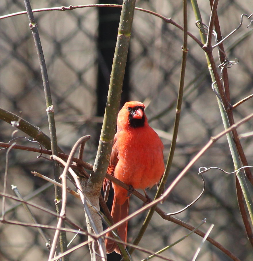 Spring In The Middle Of A Pandemic