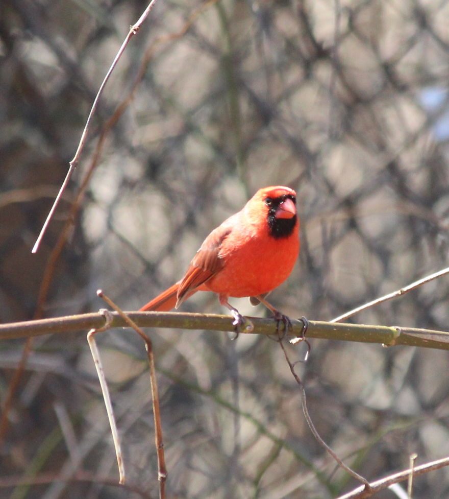 Spring In The Middle Of A Pandemic