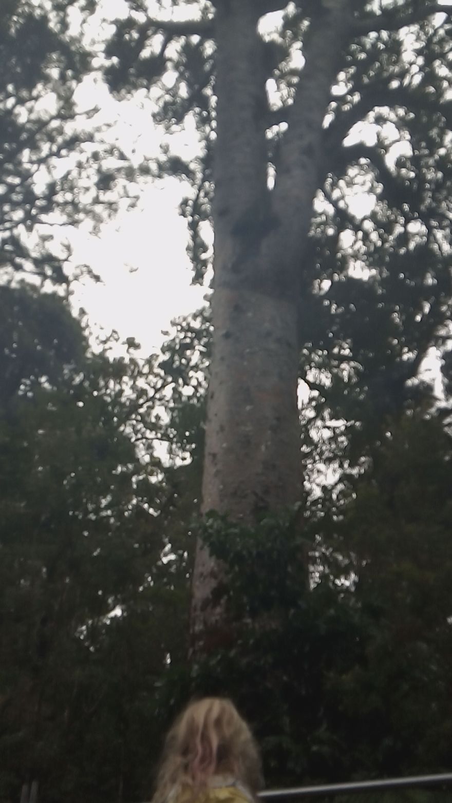 Kauri Trees In New Zealand
