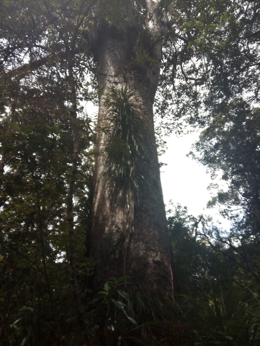 Kauri Trees In New Zealand