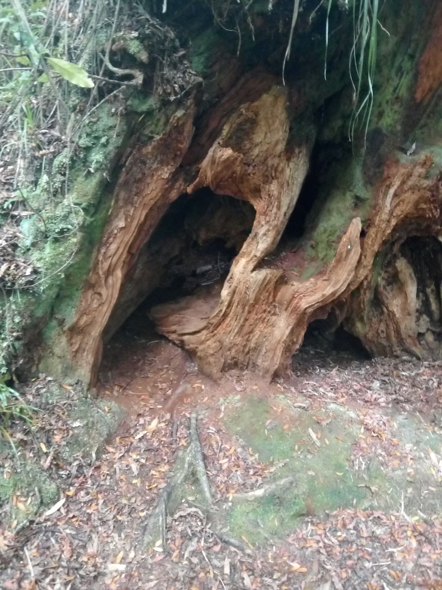Kauri Trees In New Zealand