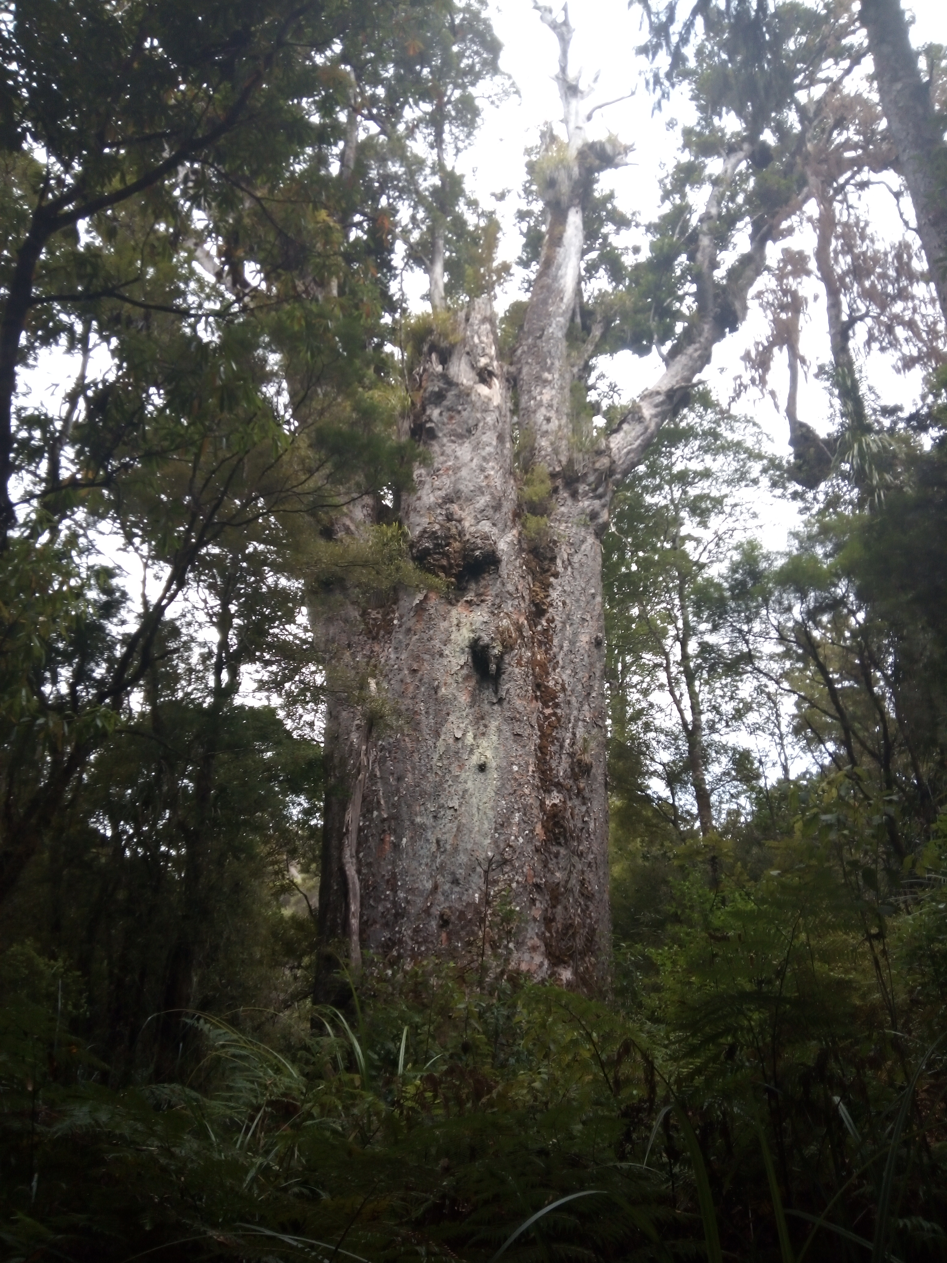 Kauri Trees In New Zealand