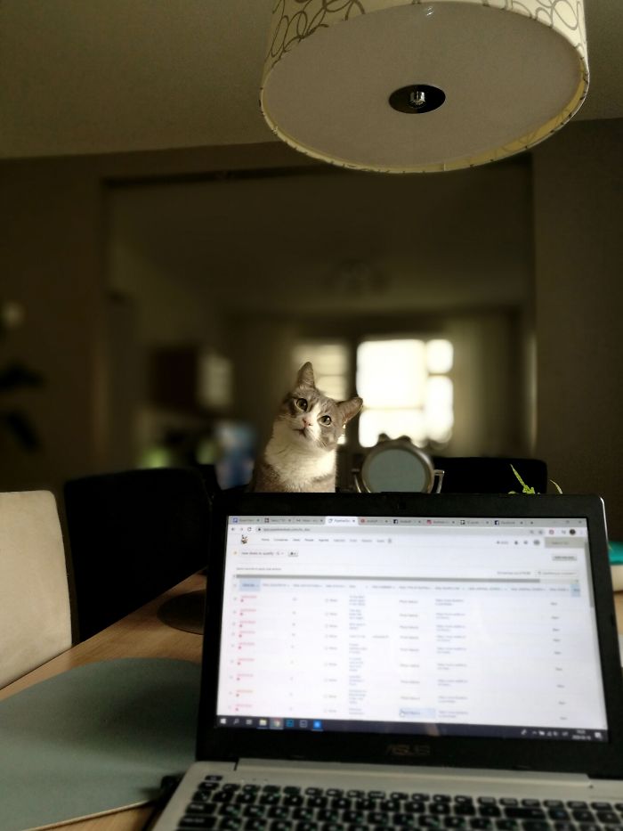 My Cat Always Making Sure I'm Working