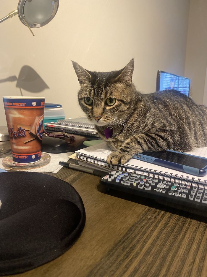 Treats First .. Then Work !