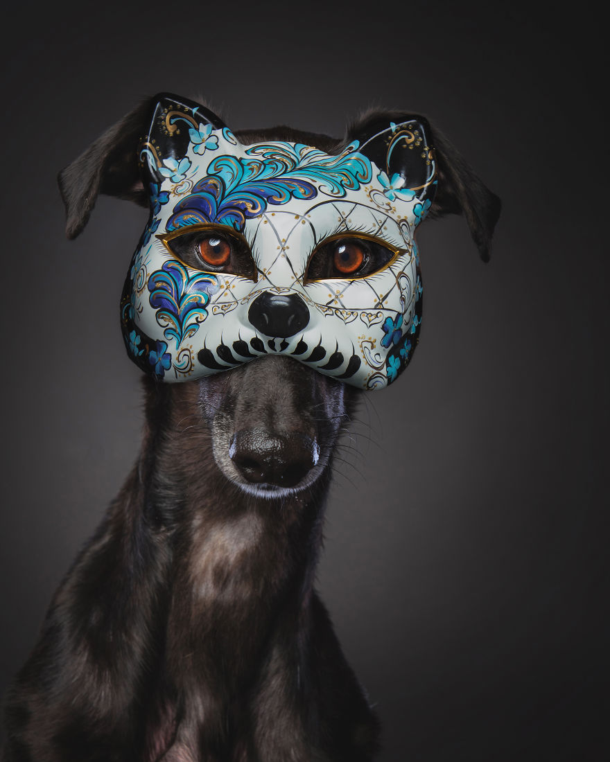 Photos Of My Foster Dog For The Past 8 Months. Photos Of My Foster Dog For The Past 8 Months.