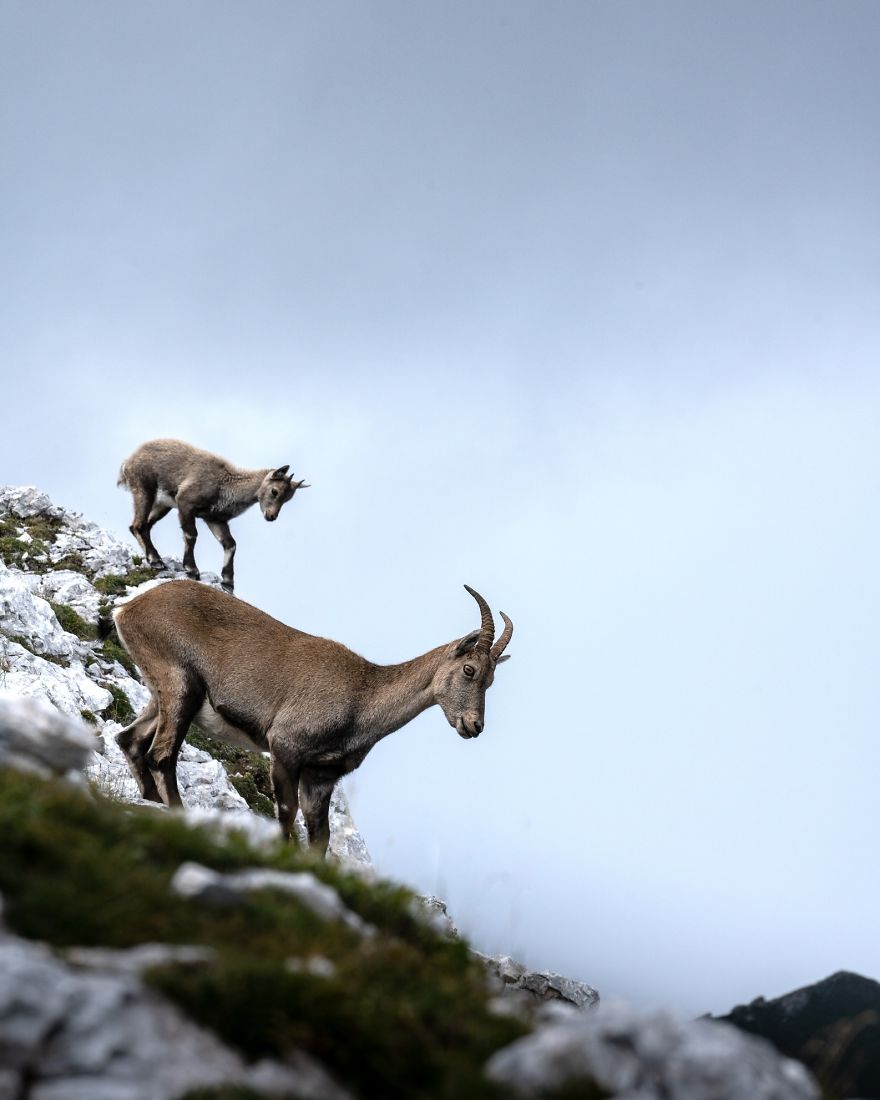 Mother And Child In The Alps
