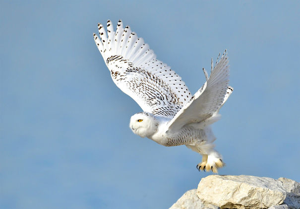 Owl-5e7b7fbf5a776.jpg