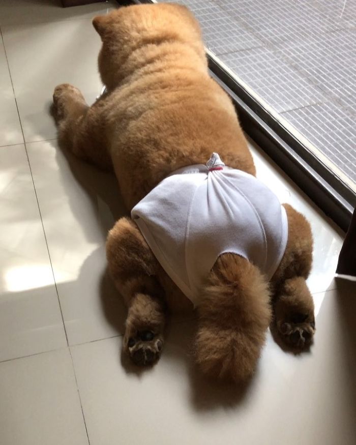 People Do Not Know How To Deal With The Dog "Teddy Bear" That Already Has 430 Thousand Followers