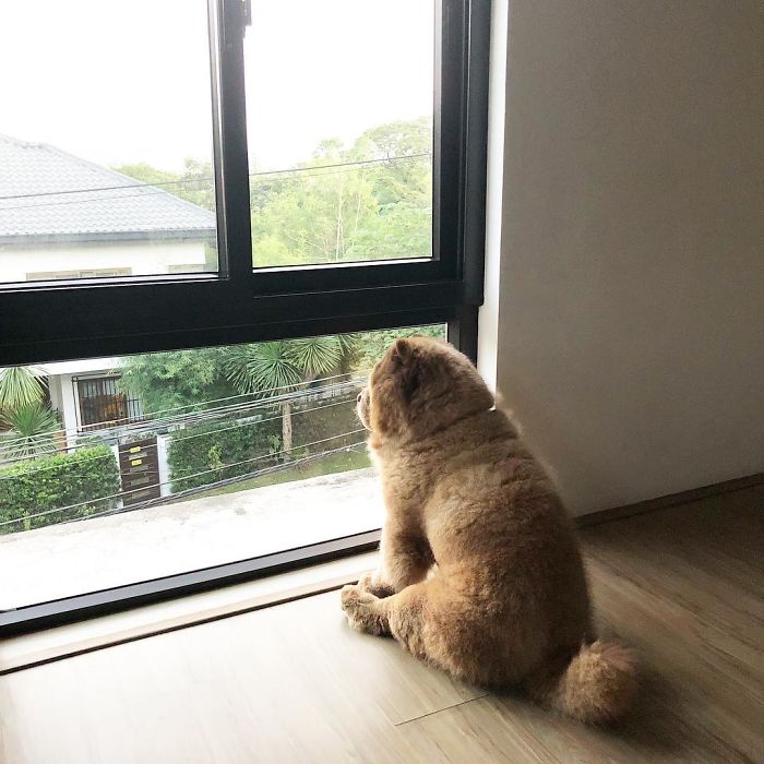 People Do Not Know How To Deal With The Dog "Teddy Bear" That Already Has 430 Thousand Followers