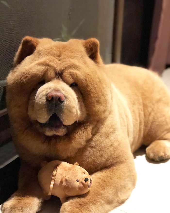 People Do Not Know How To Deal With The Dog "Teddy Bear" That Already Has 430 Thousand Followers