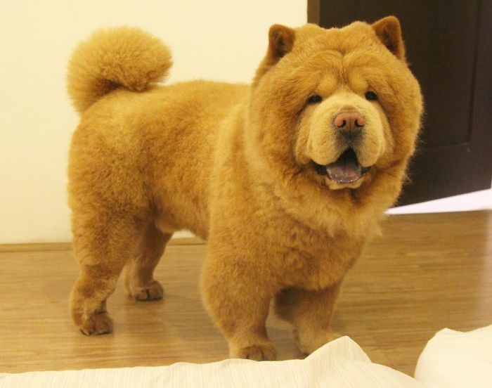 People Do Not Know How To Deal With The Dog "Teddy Bear" That Already Has 430 Thousand Followers